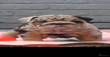 English Bulldog dogs - Advert 10