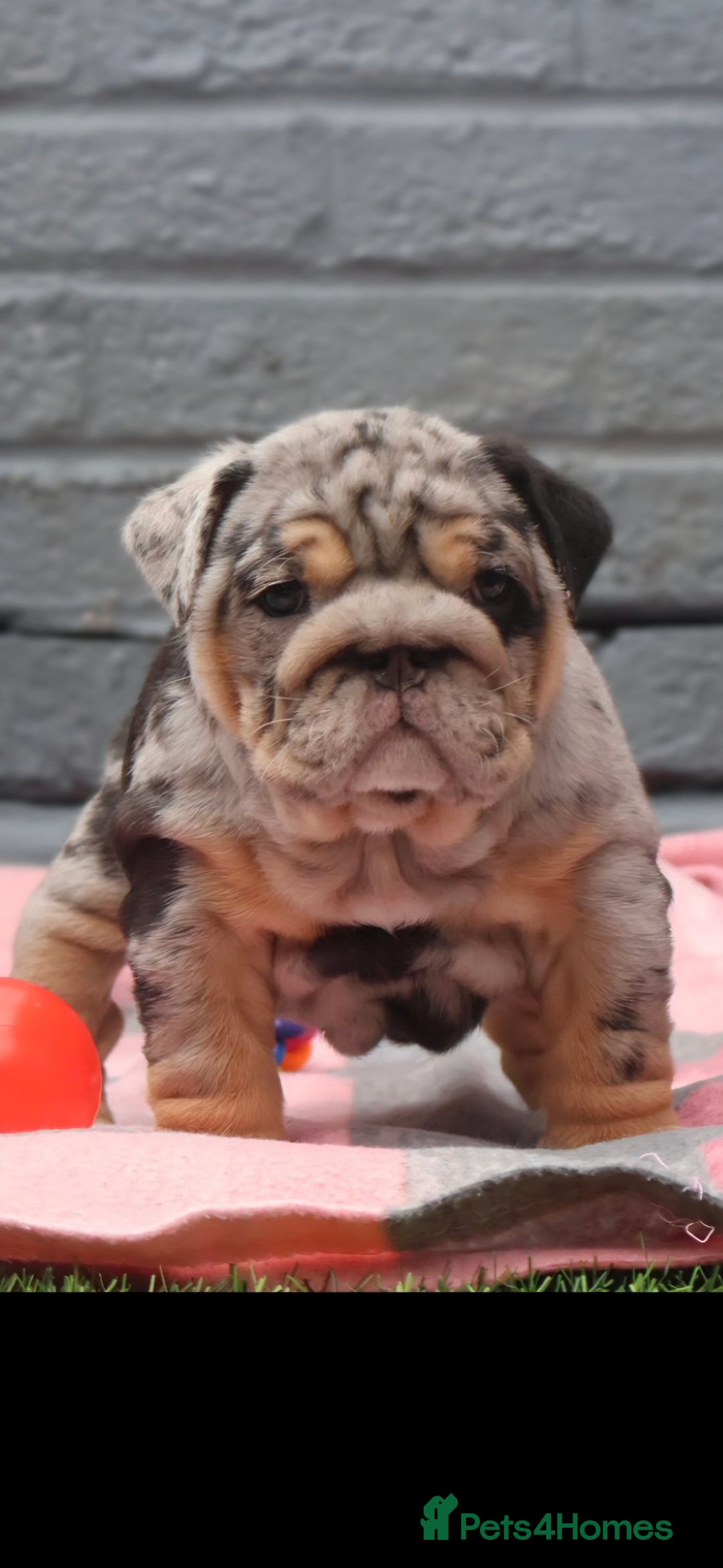 English Bulldog dogs for sale: Exceptional English Bulldog Puppies - Image 2
