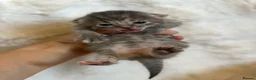Mixed Breed cats for sale: Mixed breed kittens 🤎🩶🖤🧡 - Advert 5