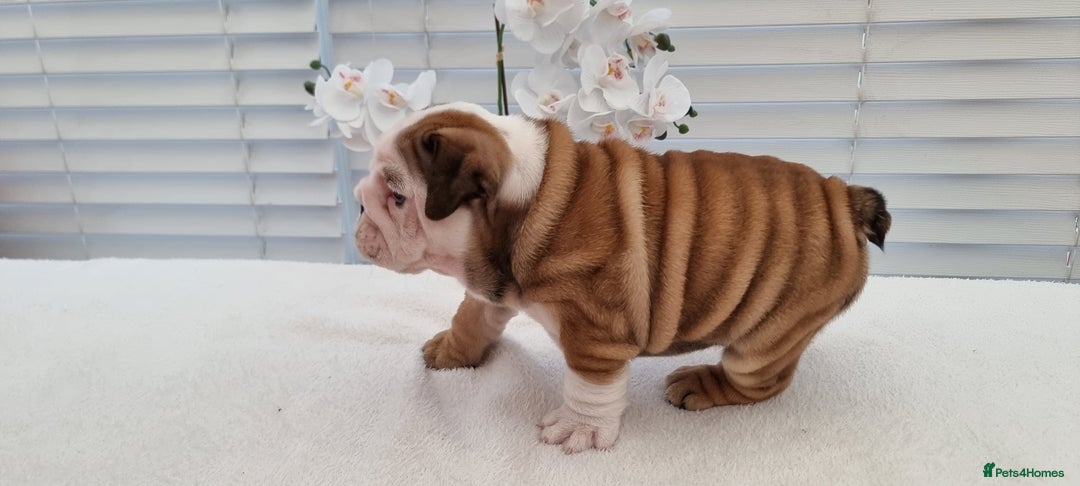 English Bulldog dogs for sale: Bulldog Pups Kennel Club Registered  - Advert 15