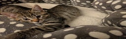 Bengal cats for sale: Bengal x American Maine Coon - Ready To Go!  - Advert 7