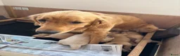 Golden Retriever dogs for sale: 6 beautiful chunky puppies  - Advert 7