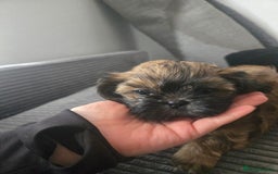 Shih Tzu dogs for sale: Female  - Image 8