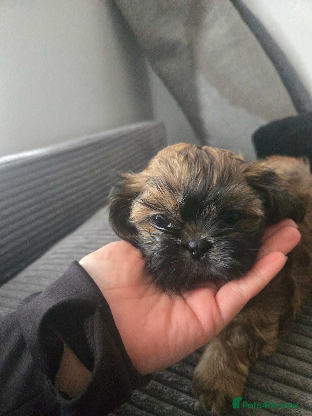 Shih Tzu dogs for sale: Female  - Image 8