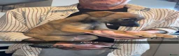 Whippet dogs for sale: Whippet puppies  - Advert 4