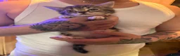 Mixed Breed cats for sale: Gorgeous kittens - Advert 7