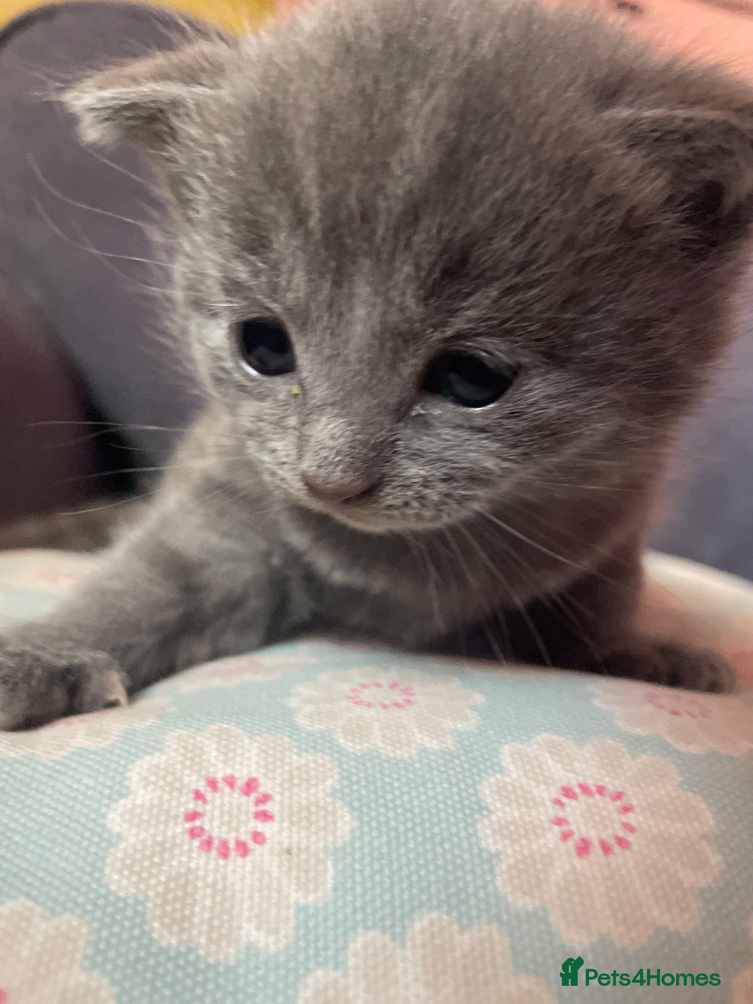 Mixed Breed cats for sale: Scottish mixed kittens  in Goole - Advert 6