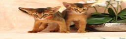 Abyssinian cats for sale: LAST 2 BOYS 💙😻Abyssinian kittens  - Advert 1