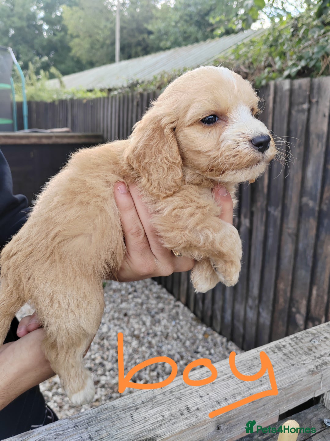 Cockapoo dogs for sale: Cookerpoo - Image 6