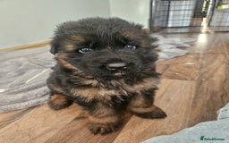 German Shepherd dogs for sale: 2 Chunky GSD boys looking for forever home  - Image 8
