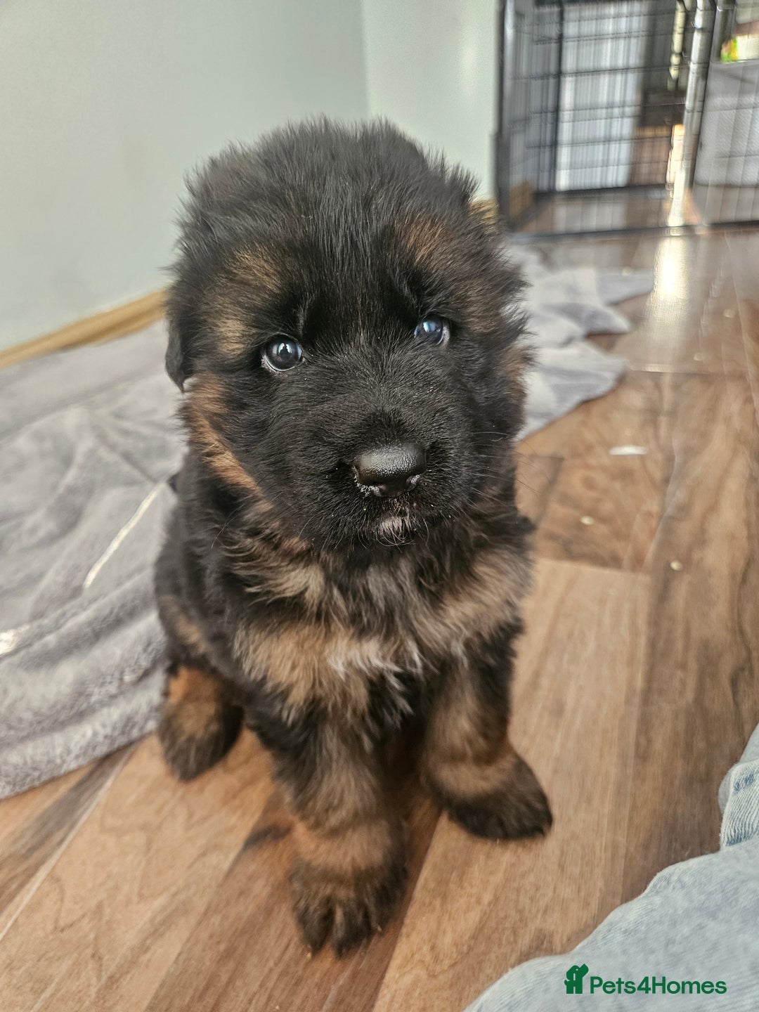 German Shepherd dogs for sale: 2 Chunky GSD boys looking for forever home  - Image 8