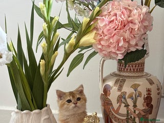 Scottish Fold cats Scotch straight kittens - Advert 1