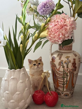 Scottish Fold cats Scotch straight kittens - Advert 1