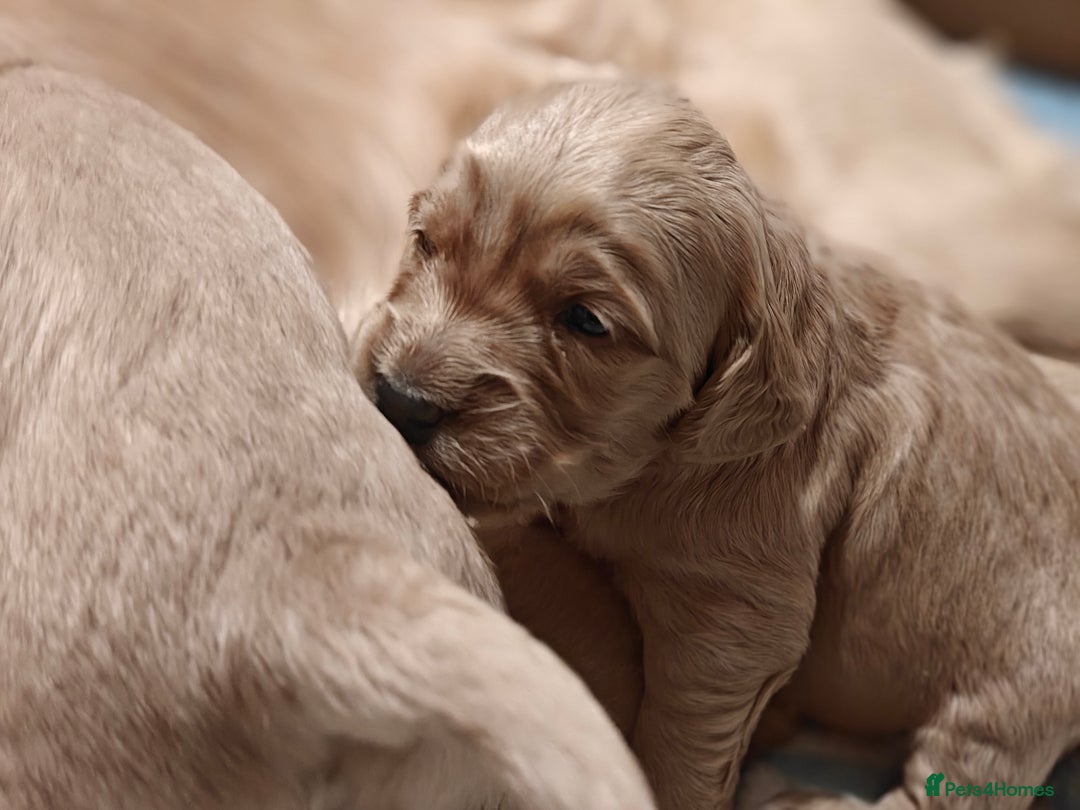 Mini Goldendoodle dogs for sale: Superb home-bred F1 Mini Goldendoodle GIRL - Advert 23