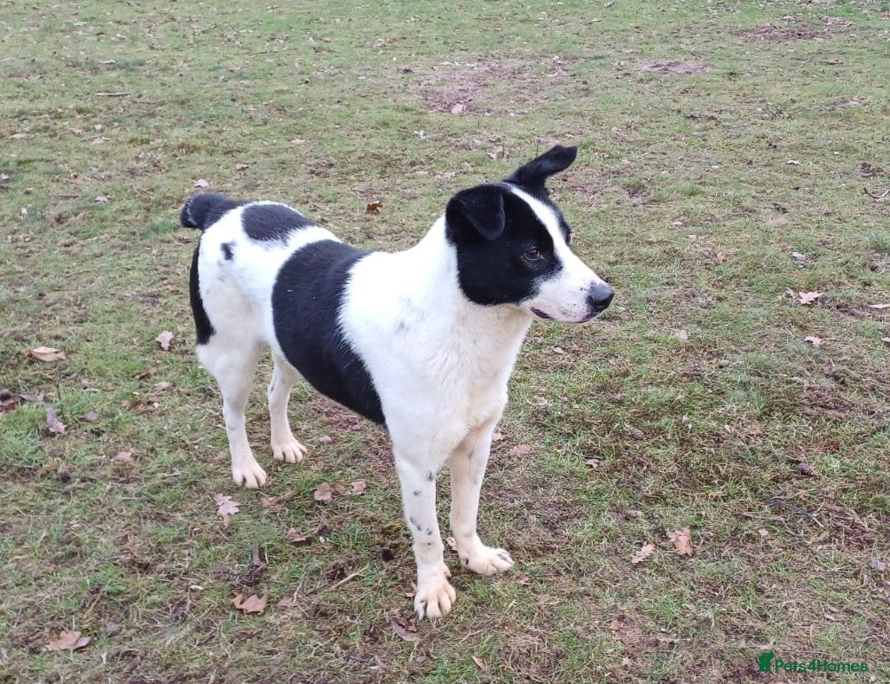 Mixed Breed dogs 🐾 Meet MARLEY 🐾 - a Lovely Boy for a Loving Home - Advert 1