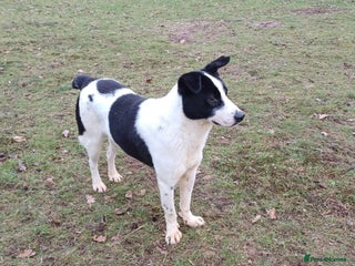 Mixed Breed dogs ๐พ Meet MARLEY ๐พ - a Lovely Boy for a Loving Home - Advert 1