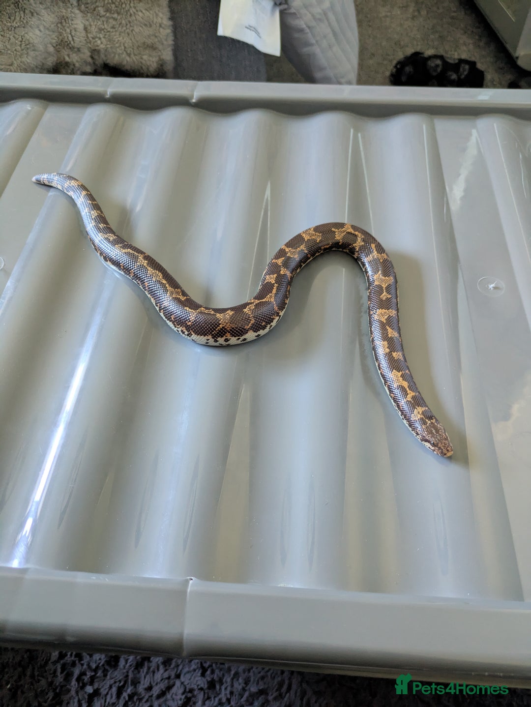 Boa Snake reptiles for sale: Sand boas all need to go  - Image 7