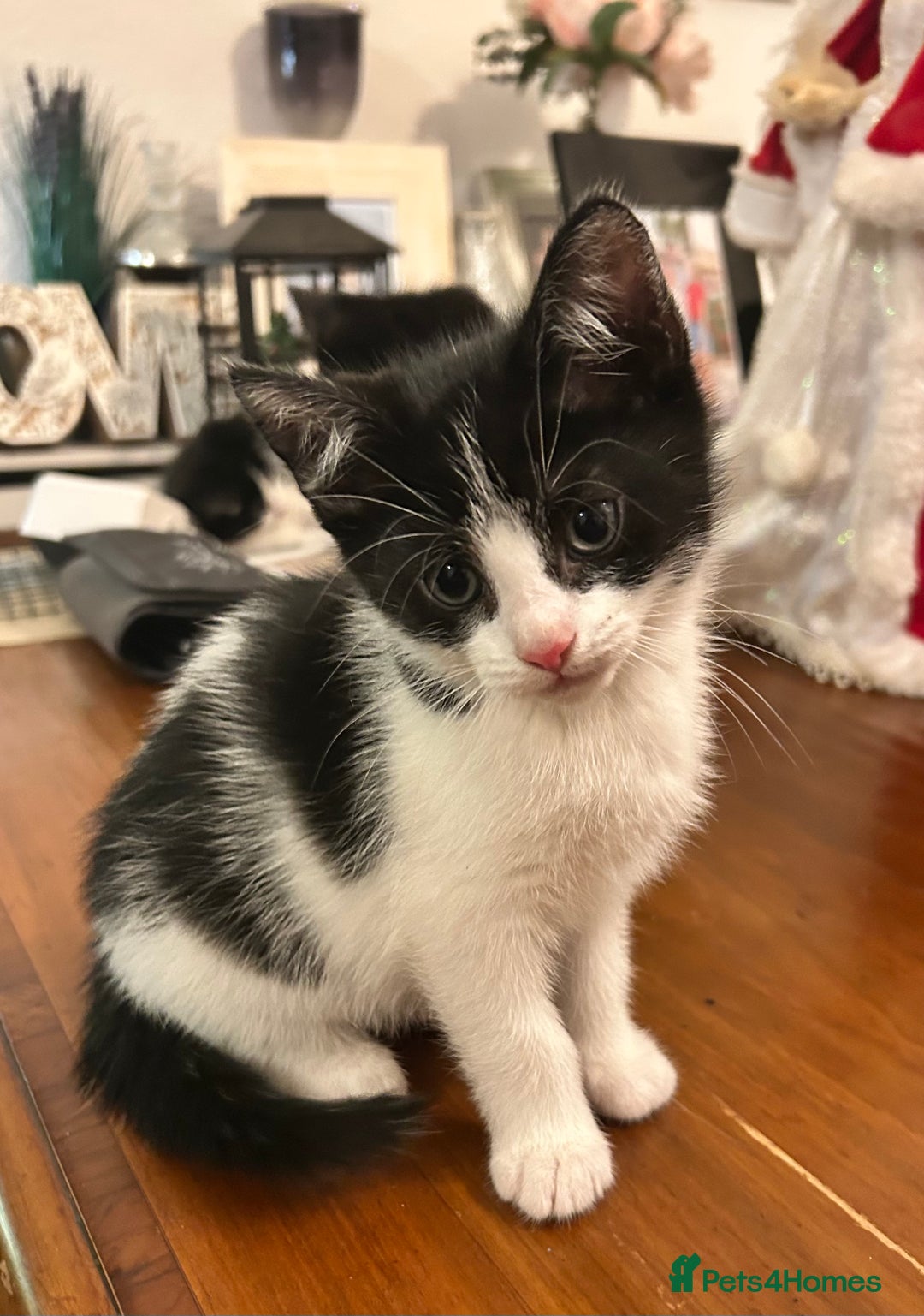 Mixed Breed cats for sale: Five kittens adorable for sale  - Advert 5