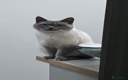 British Shorthair cats for sale: Last 3 stunning BSH Left - Image 7