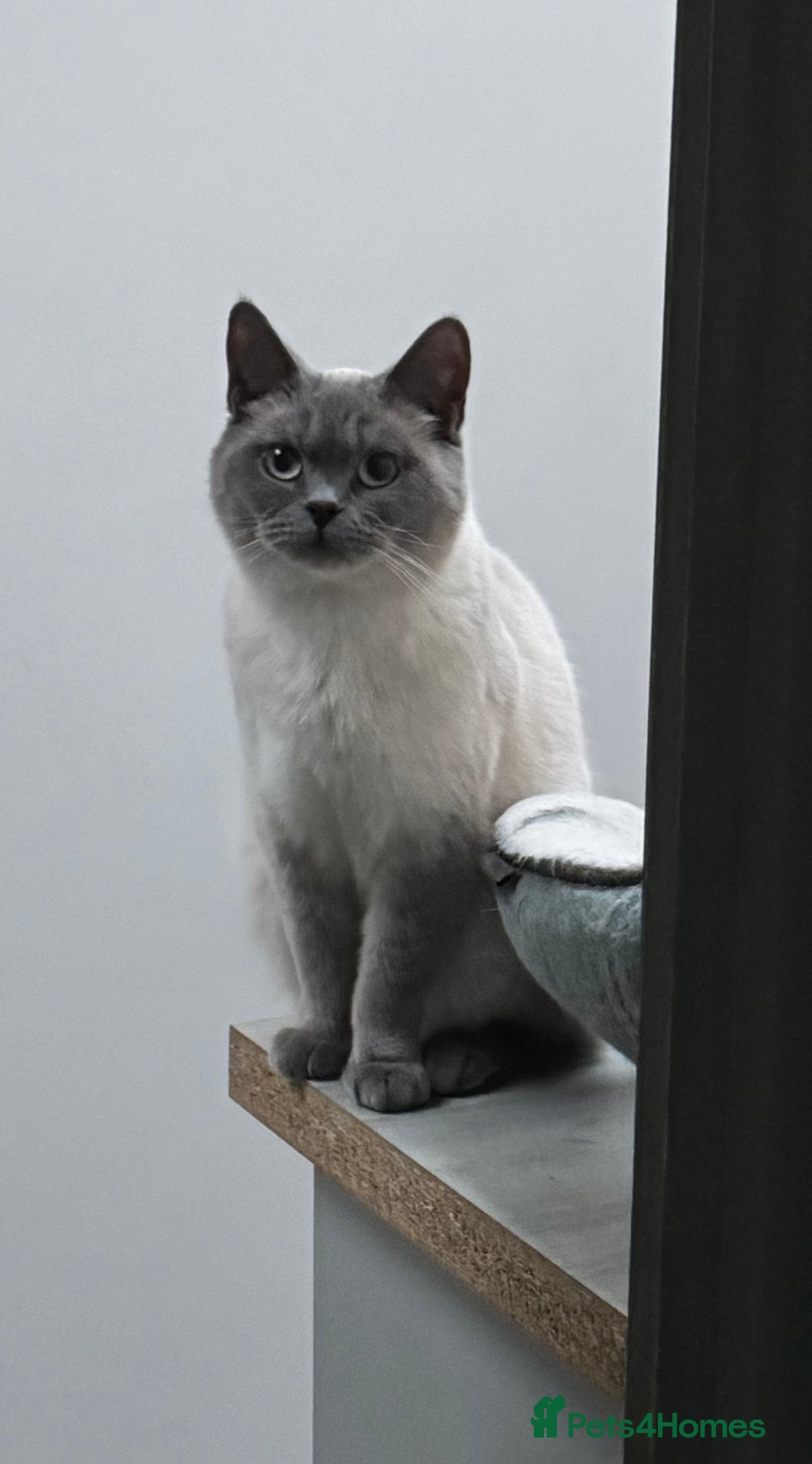 British Shorthair cats for sale: Last 3 stunning BSH Left - Image 7