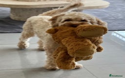 Australian Labradoodle dogs for sale: Multi Generational Australian Labradoodle Puppies - Image 5