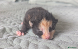 Mixed Breed cats for sale: White male kitten and 2 female kittens - Image 12
