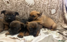 Mixed Breed dogs for sale: Mixed breed  - Advert 3