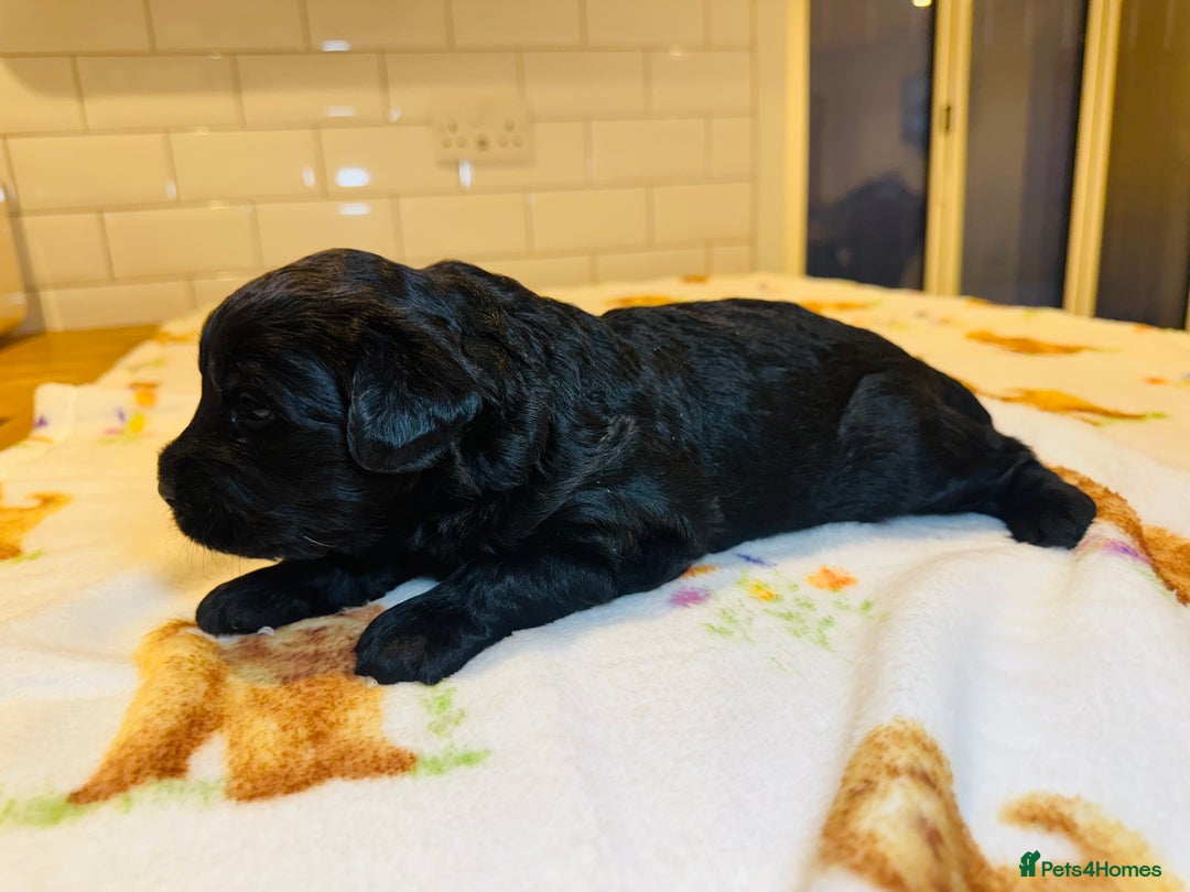 Labradoodle dogs for sale: Chunky Labradoodle Babies 🐾🐾🐾 - Image 14