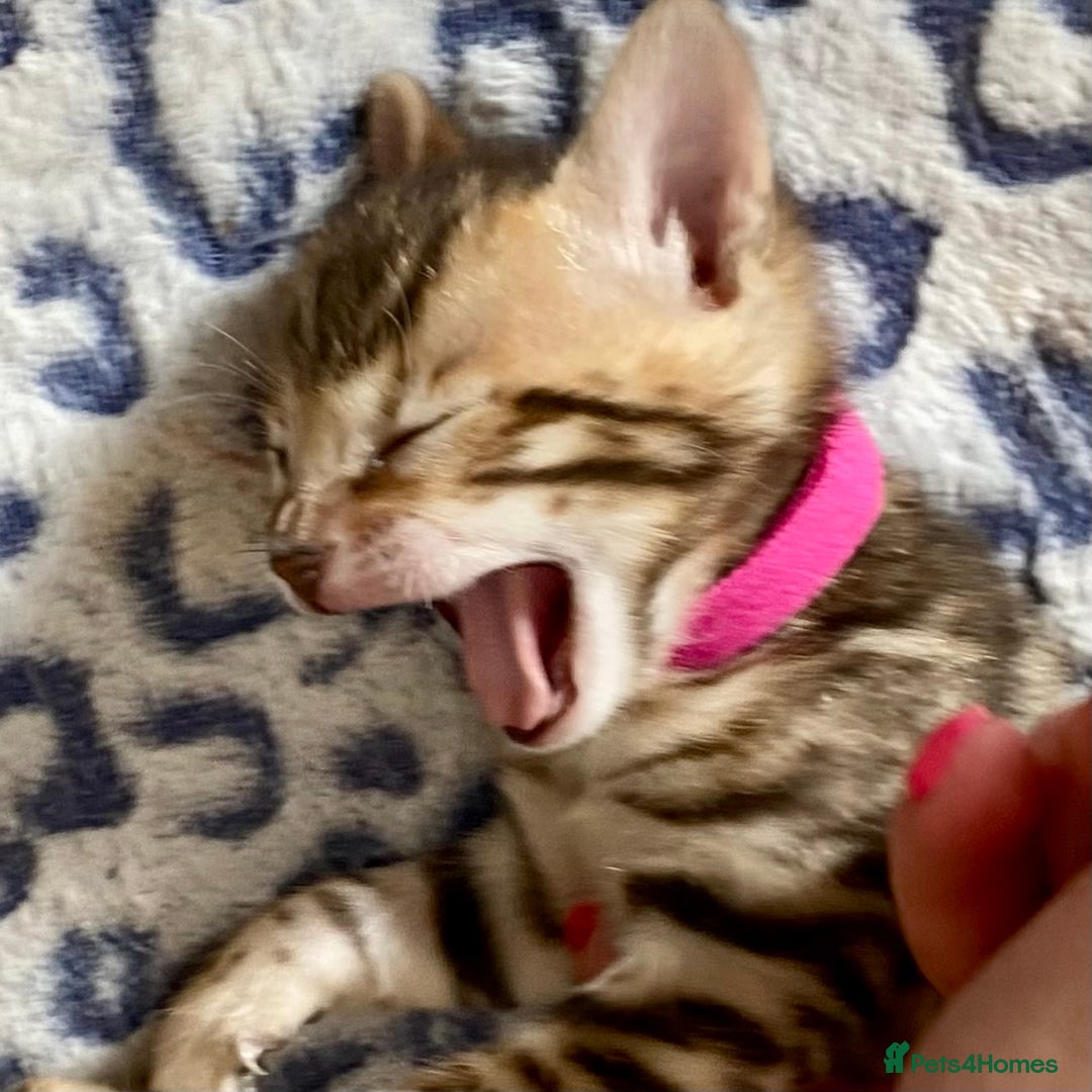 Bengal cats for sale: ⭐️ 1 LEFT!! - STUNNING TICA REG BENGAL CUBS ⭐️ - Image 19
