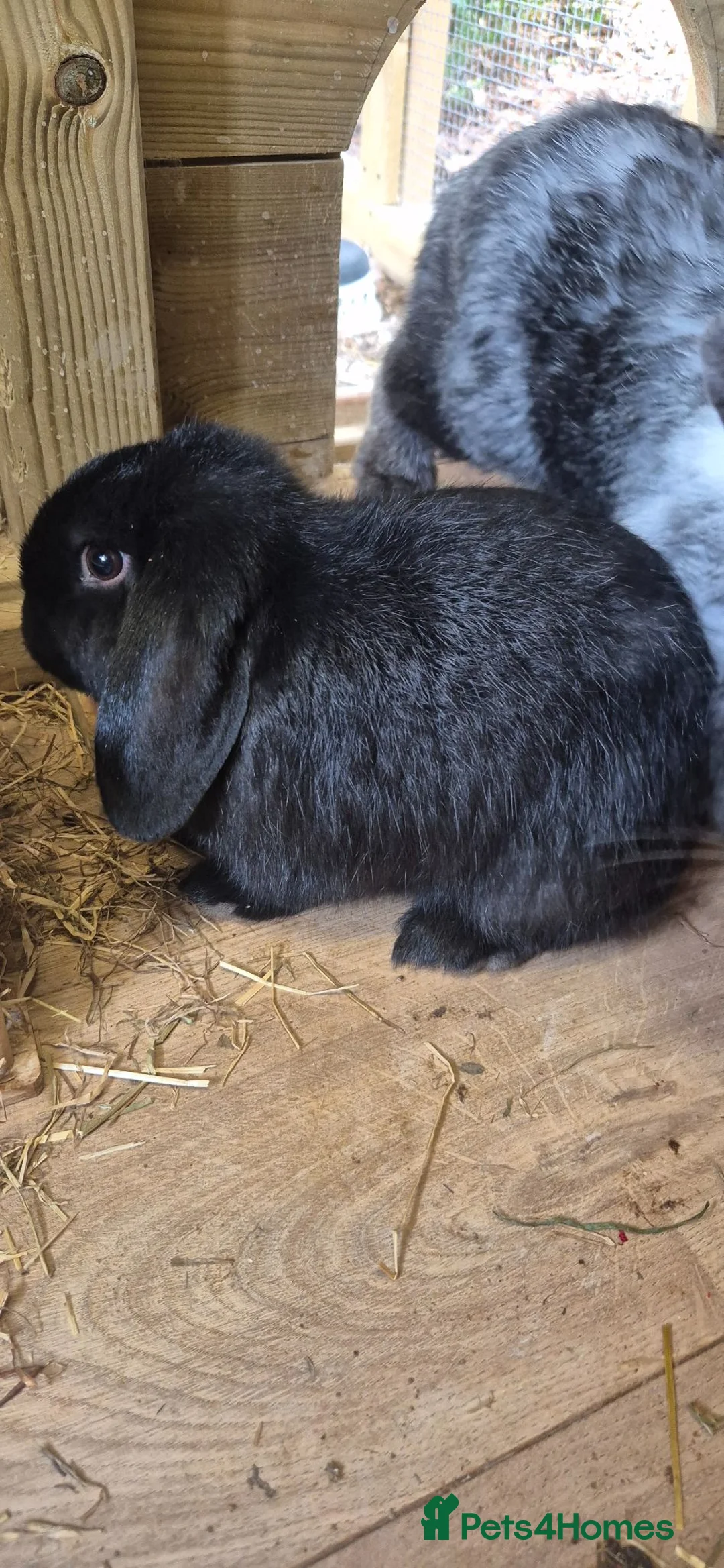 Mini Lop rabbits for sale: READY NOW - Gorgeous Mini Lop Bucks in Ashford - Advert 2