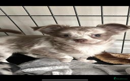 Chihuahua dogs for stud: KC Registered Blue Double KB in Chorley - Image 10