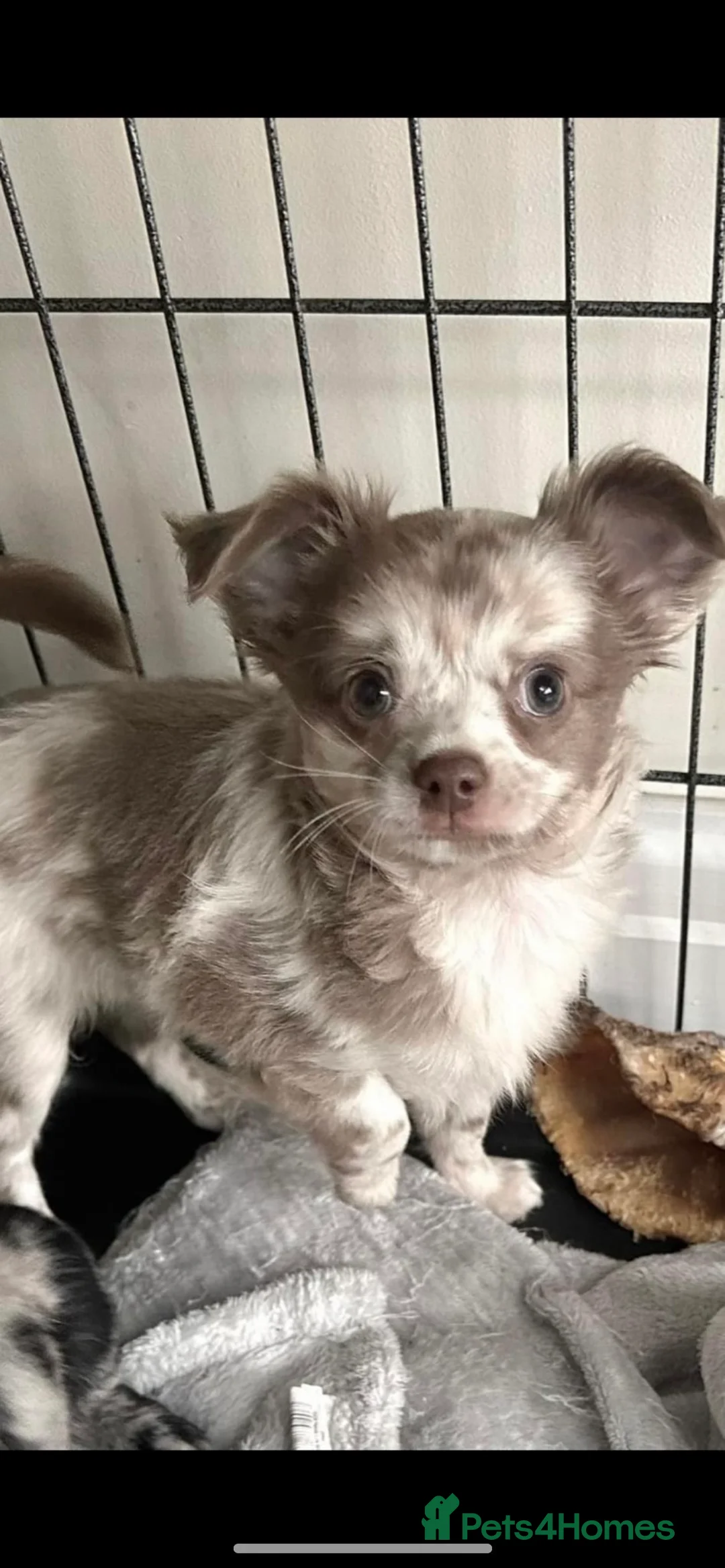 Chihuahua dogs for stud: KC Registered Blue Double KB in Chorley - Advert 10