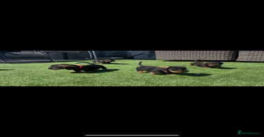 Dachshund dogs - Advert 11