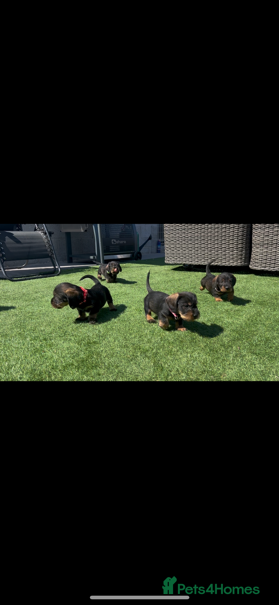 Dachshund dogs for sale: Wirey dachshund/ teckels - Image 3
