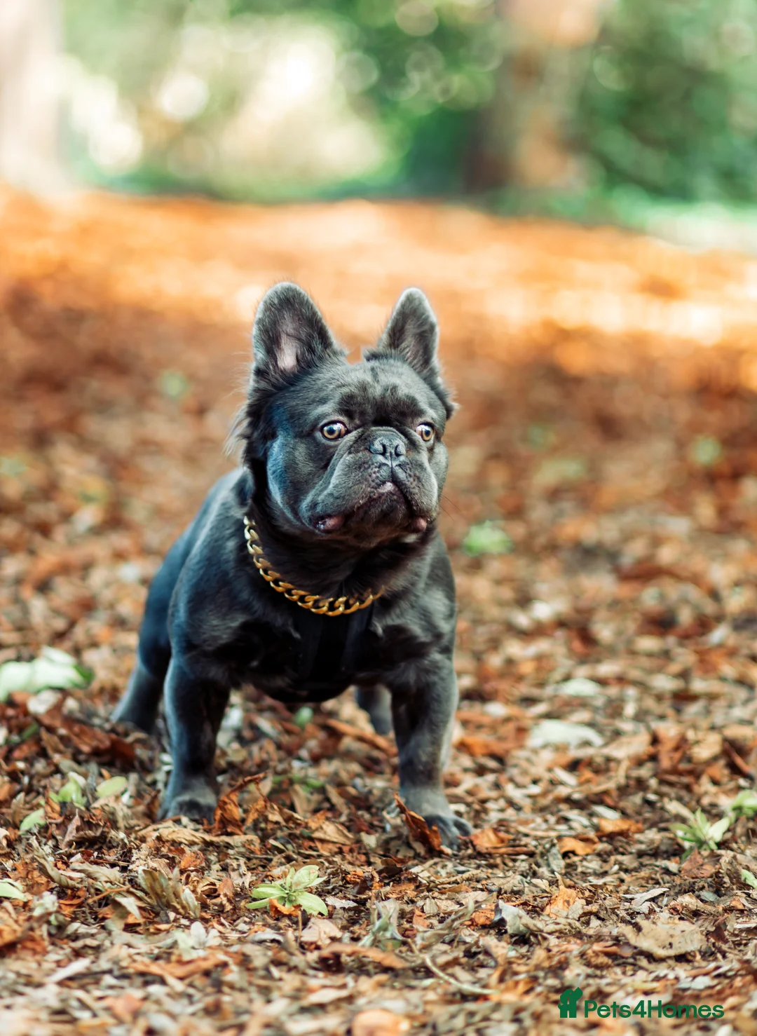 French Bulldog dogs for stud: 🔥🔥 PROVEN L1 & L4 BLUE VISUAL FLUFFY STUD 🔥🔥 in Feltham - Advert 1
