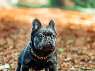 French Bulldog dogs 🔥🔥 PROVEN L1 & L4 BLUE VISUAL FLUFFY STUD 🔥🔥 in Feltham - Advert 4