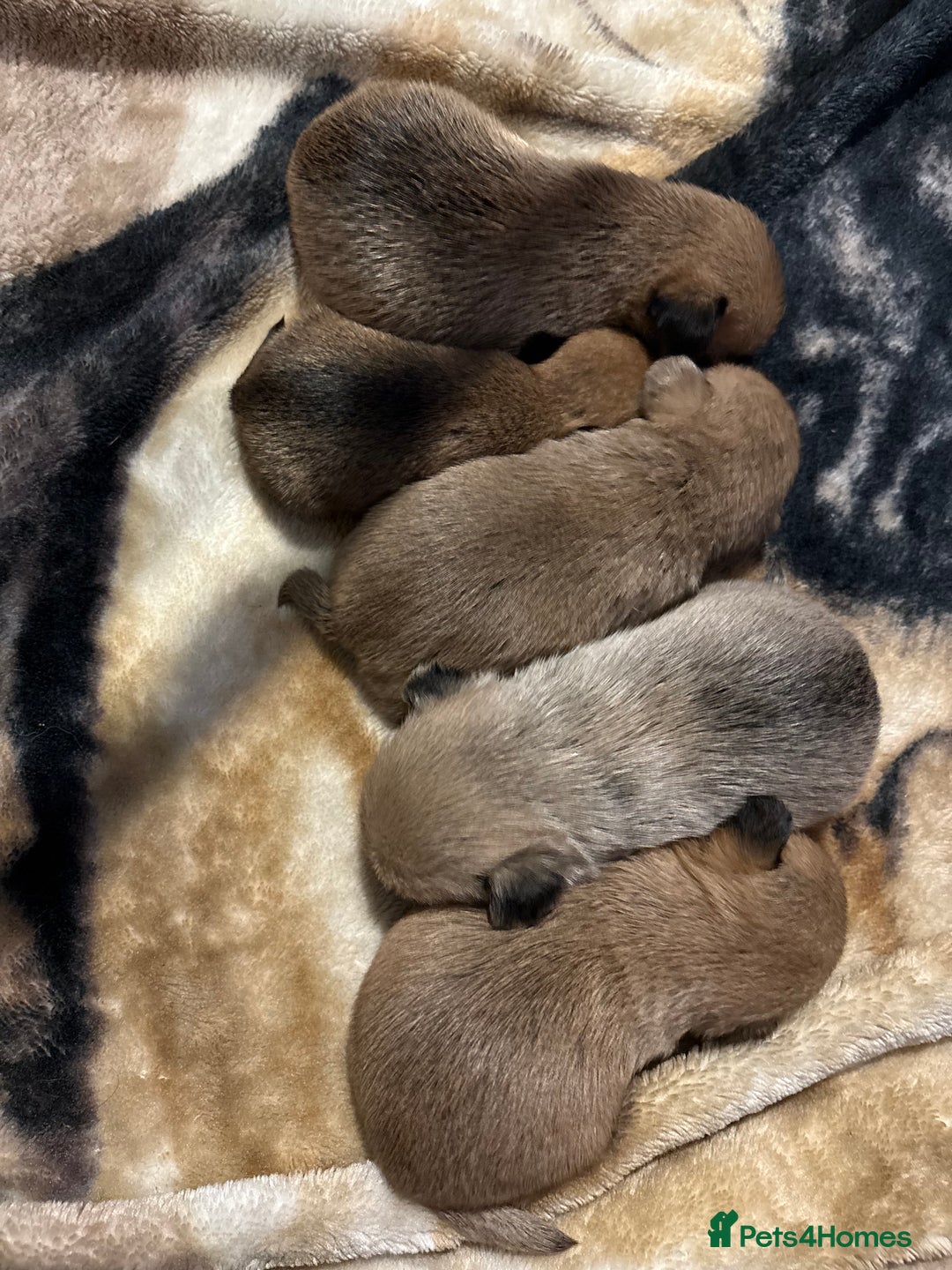 Griffon Bruxellois dogs for sale: Brussels griffons  - Advert 26