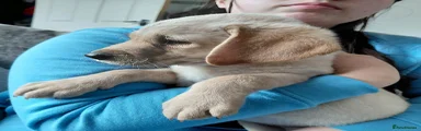 Labrador Retriever 7