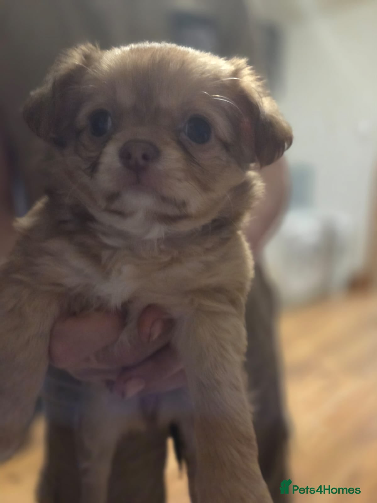 Chihuahua dogs Three beautiful chihuahuas - Advert 19