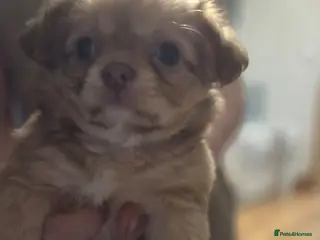 Chihuahua dogs Three beautiful chihuahuas - Advert 19