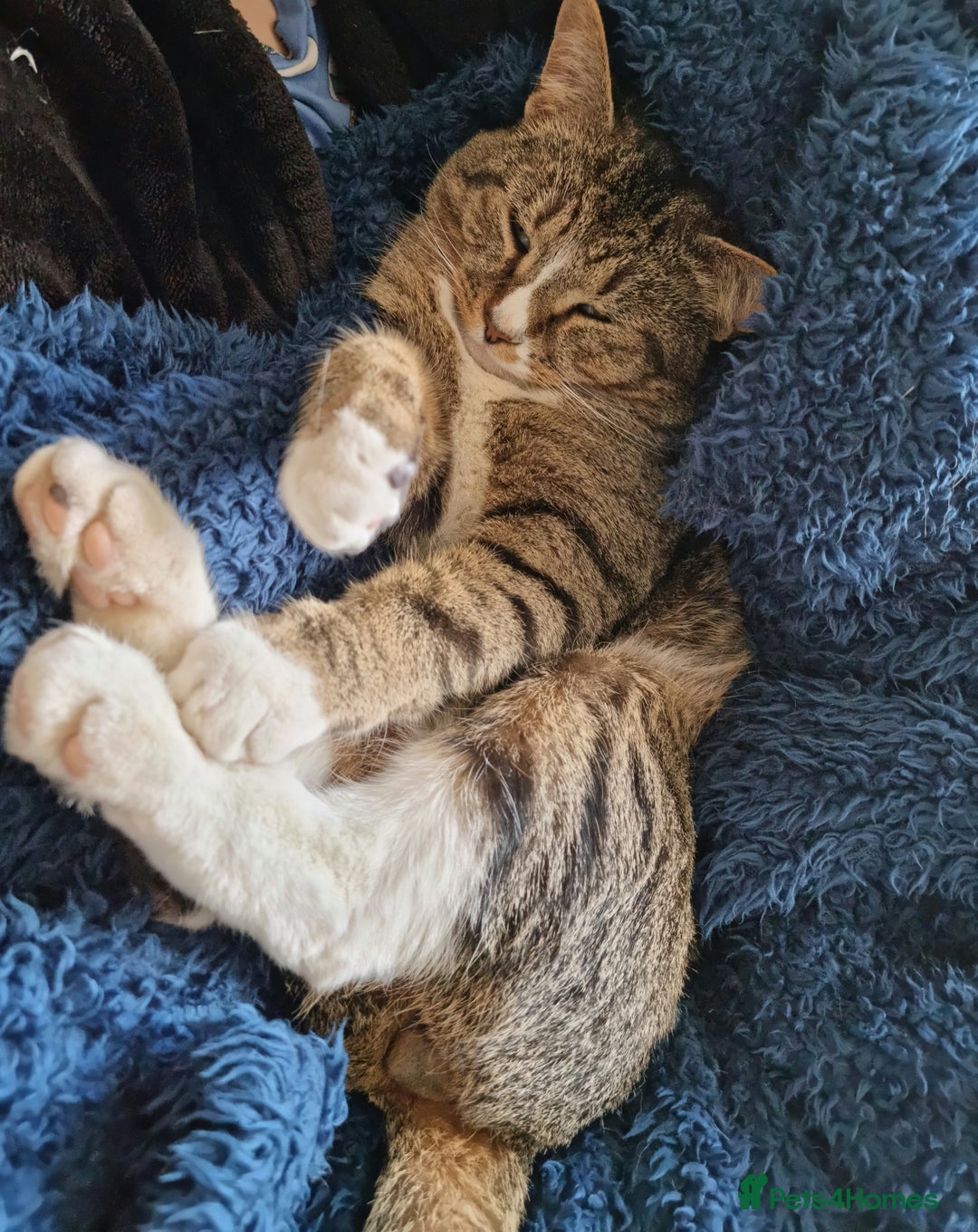 Mixed Breed cats for sale: Cat for ONLY pet household - Advert 1