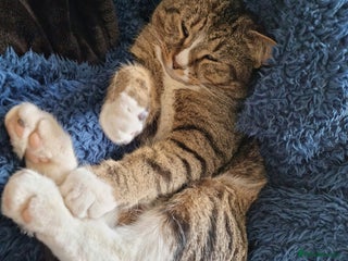 Mixed Breed cats Cat for ONLY pet household - Advert 2