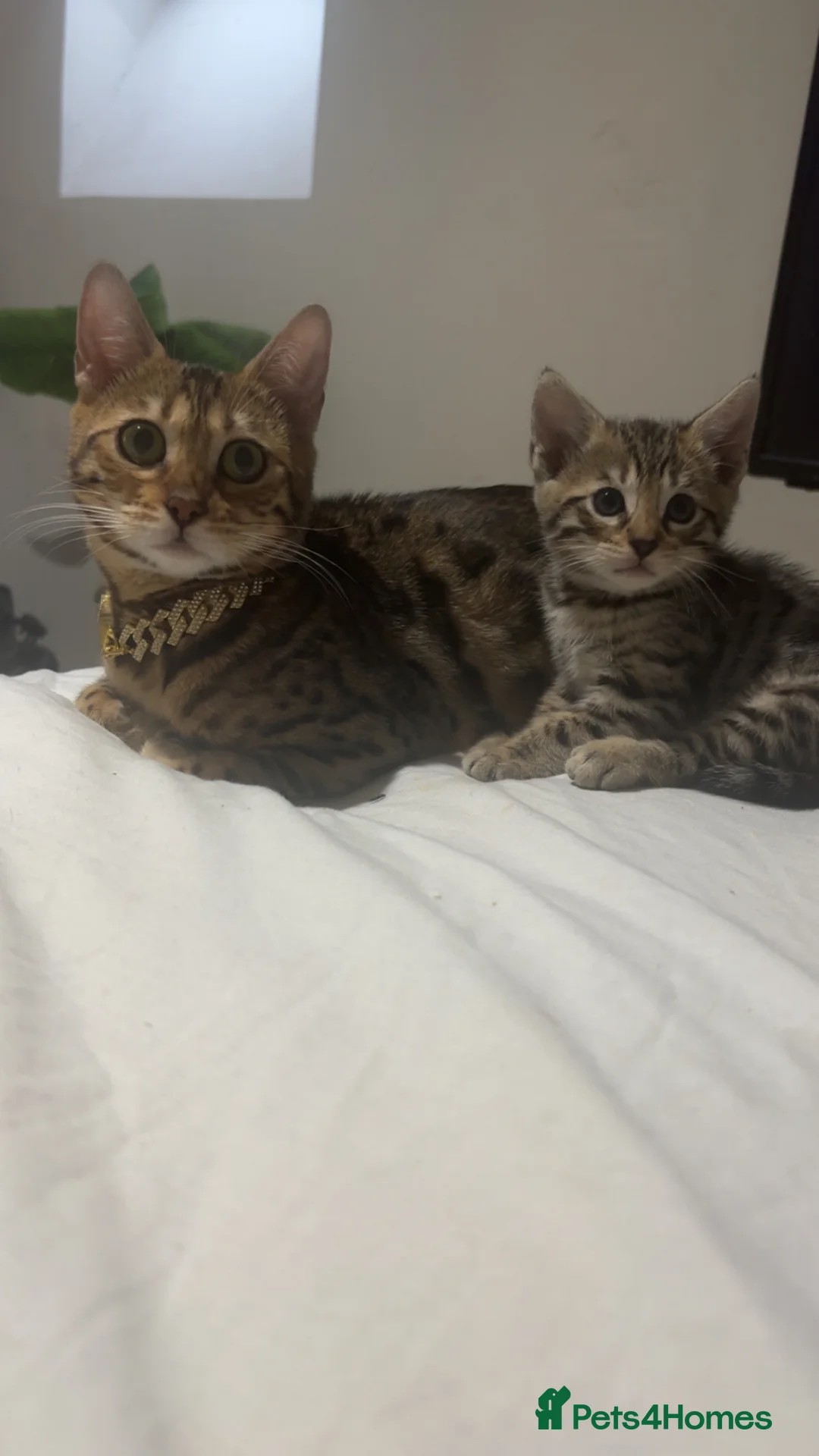 Bengal cats for sale: Half bengal for sale  - Advert 4