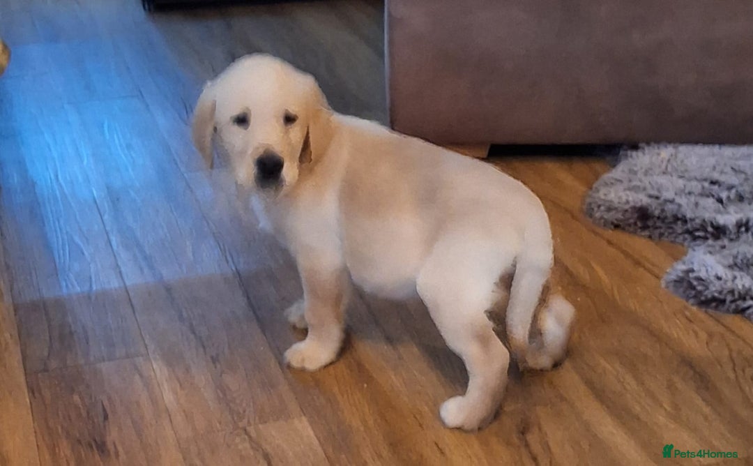 Goldador dogs for sale: Goldador puppies  - Advert 28