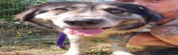 Mixed Breed dogs for adoption: Matilda - Norwich Norfolk  - Advert 3