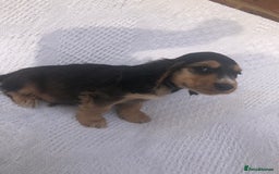 Cocker Spaniel dogs for sale: Cocker Spaniel Puppies for sale  - Image 3