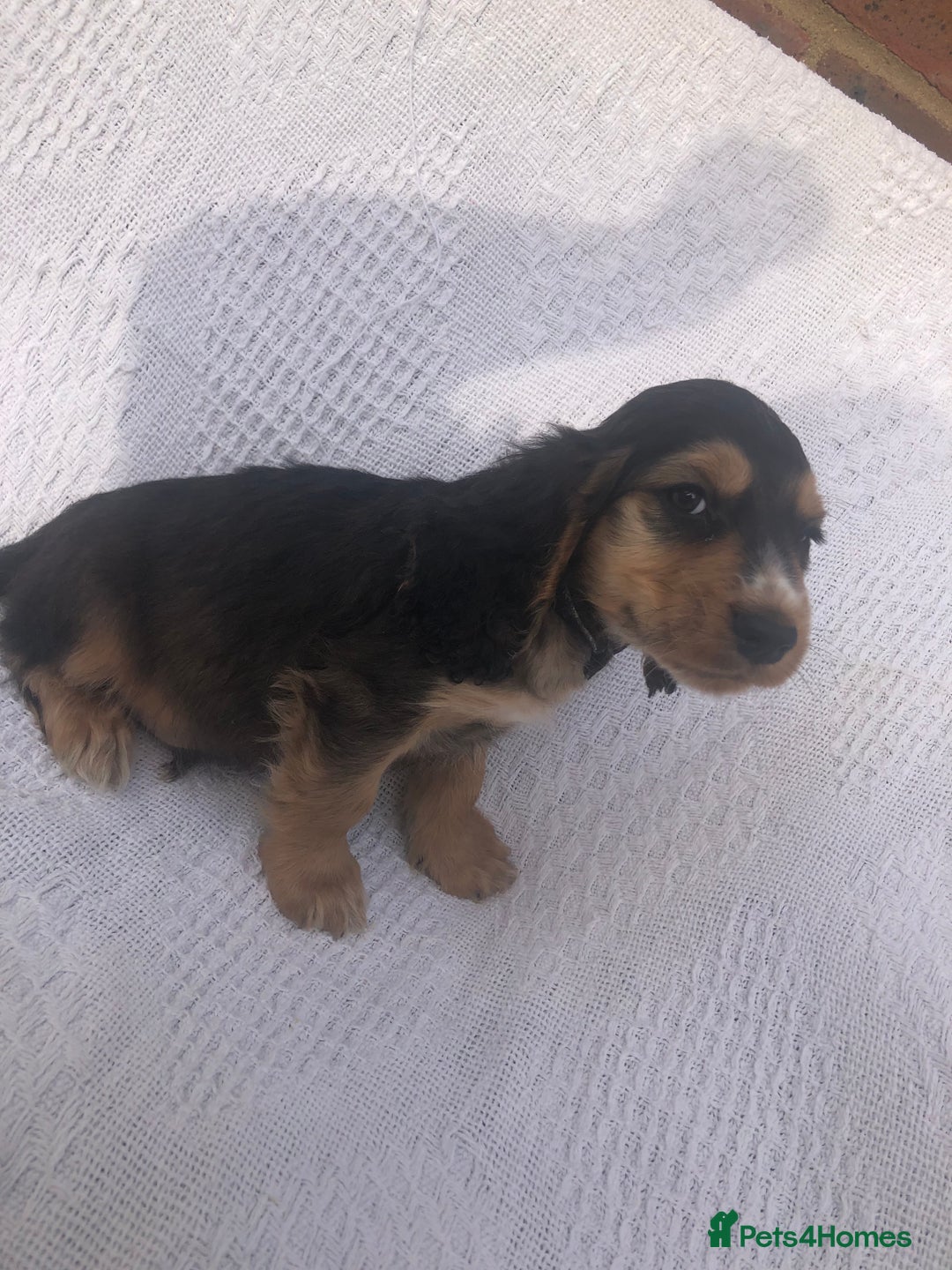 Cocker Spaniel dogs for sale: Cocker Spaniel Puppies for sale  - Image 3