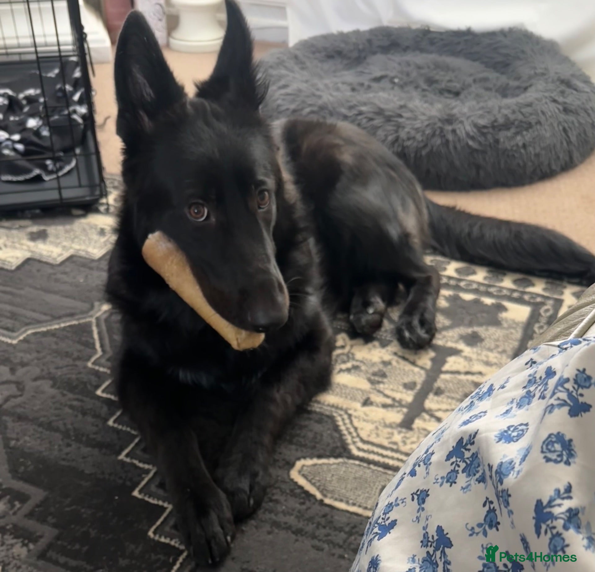 German Shepherd dogs Beautiful 9mth old black gsd  - Advert 6