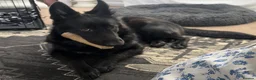 German Shepherd dogs for sale: Beautiful 9mth old black gsd  in Durham - Advert 1