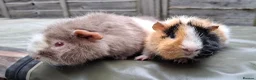 Guinea Pig rodents for sale: Bonded 5 month old Teddy Brothers  - Advert 5